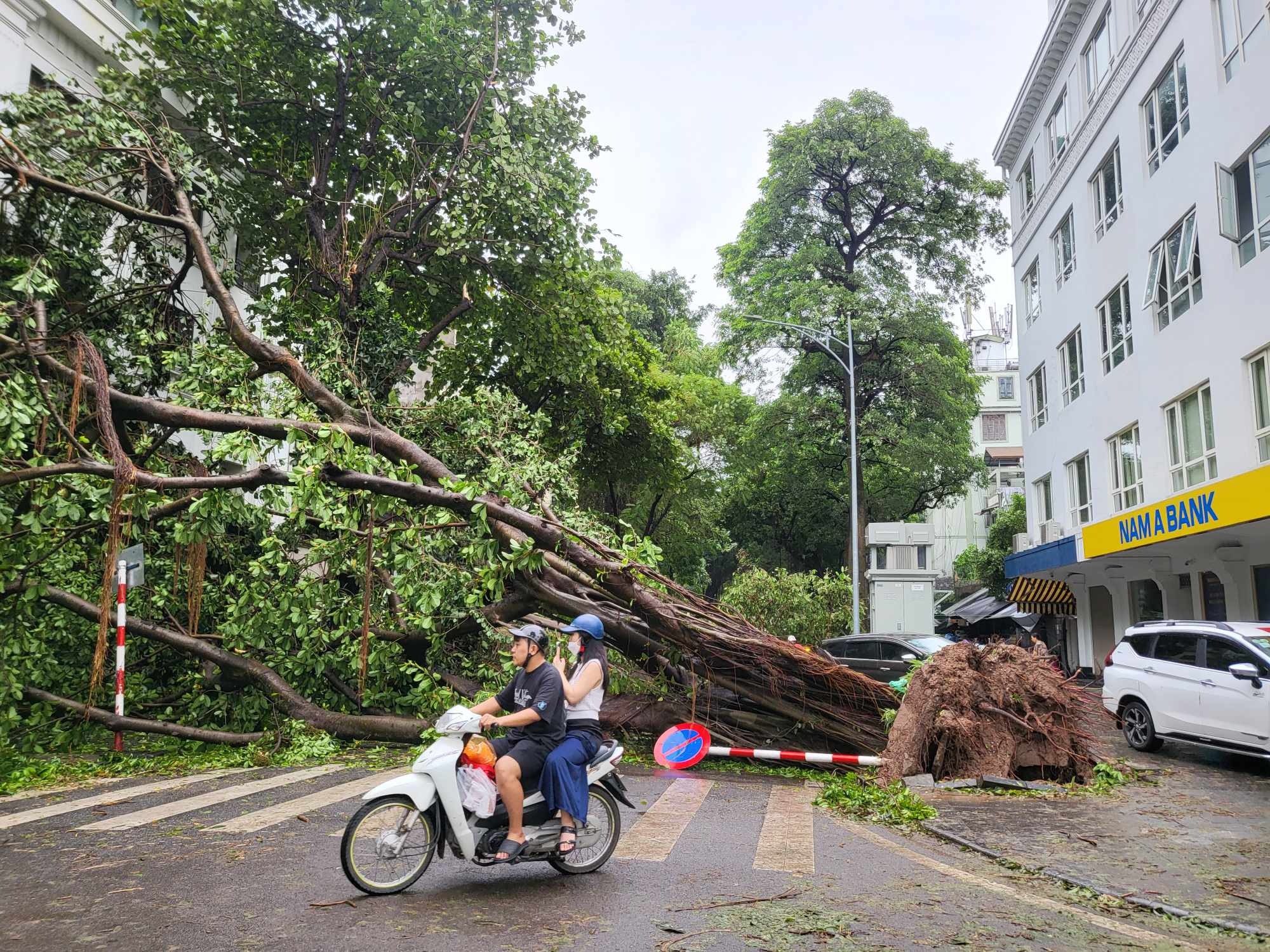 Tiếc nuối những "cụ c&acirc;y" trăm tuổi bật gốc trong b&atilde;o số 3 tr&ecirc;n phố cổ H&agrave; Nội- Ảnh 14.