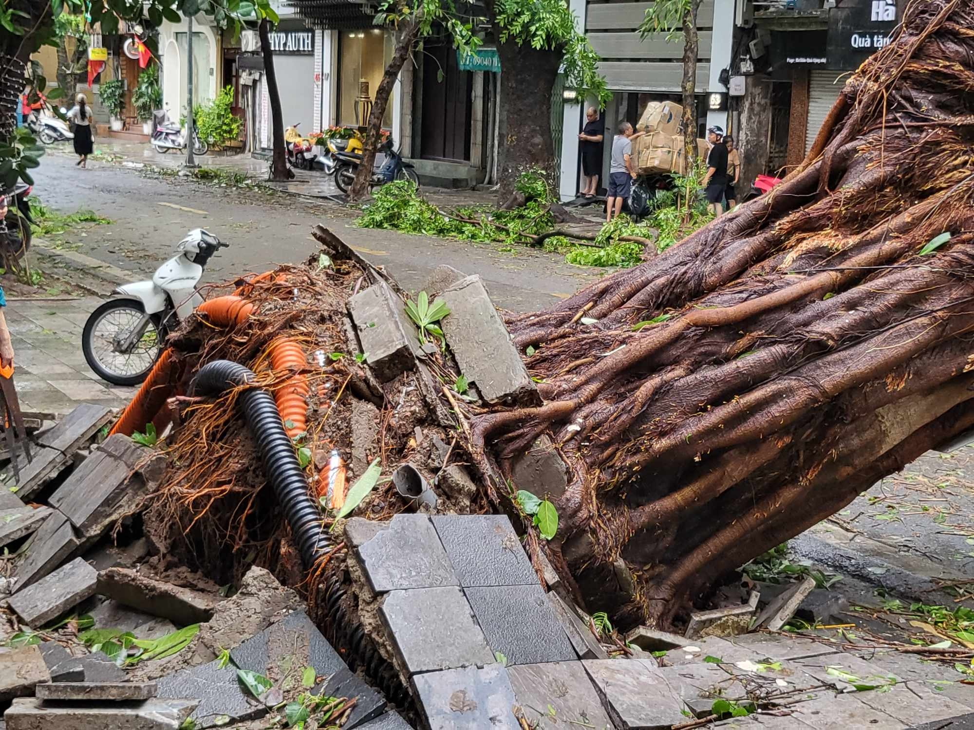 Tiếc nuối những "cụ c&acirc;y" trăm tuổi bật gốc trong b&atilde;o số 3 tr&ecirc;n phố cổ H&agrave; Nội- Ảnh 2.