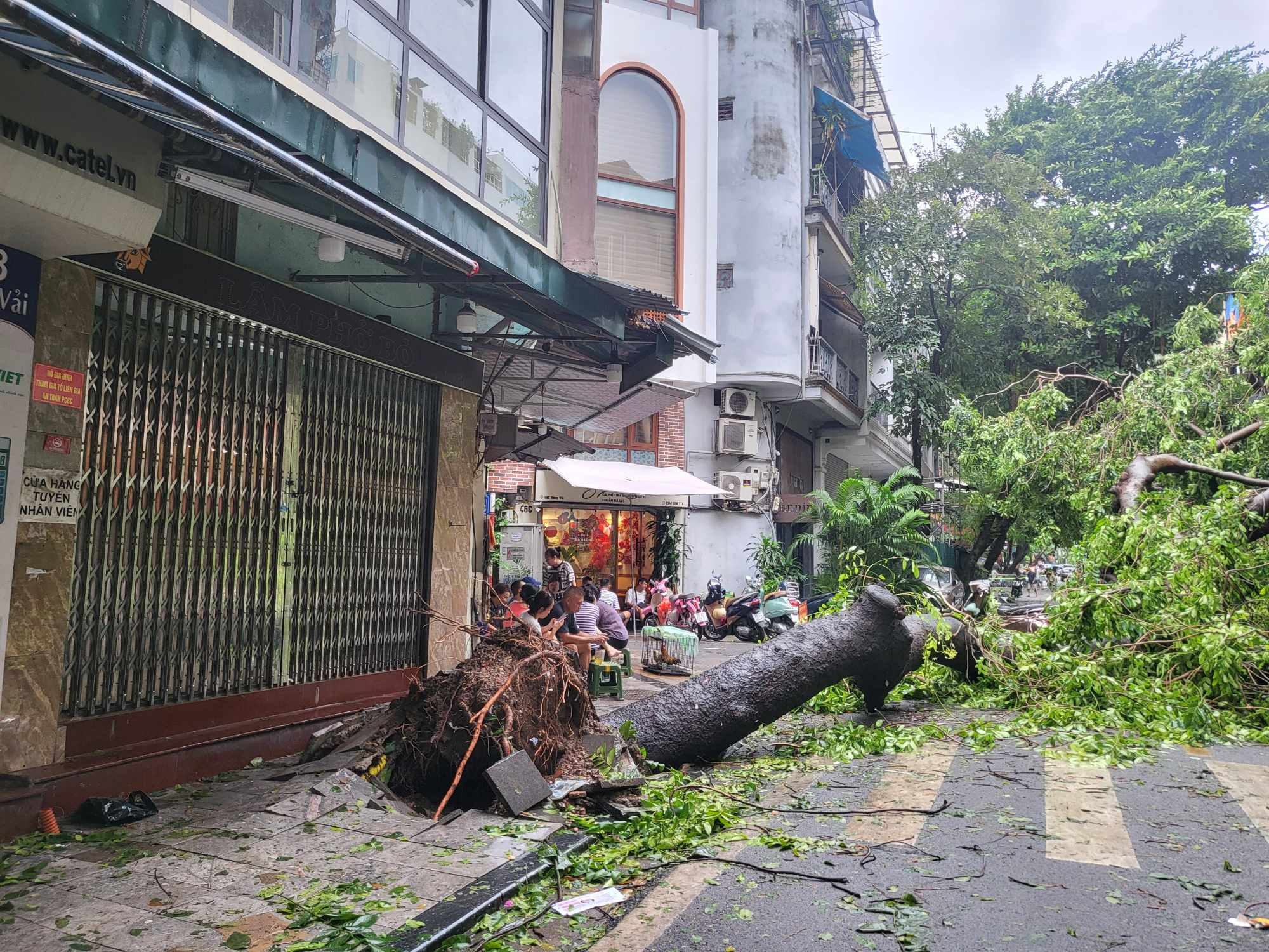 Tiếc nuối những "cụ c&acirc;y" trăm tuổi bật gốc trong b&atilde;o số 3 tr&ecirc;n phố cổ H&agrave; Nội- Ảnh 11.