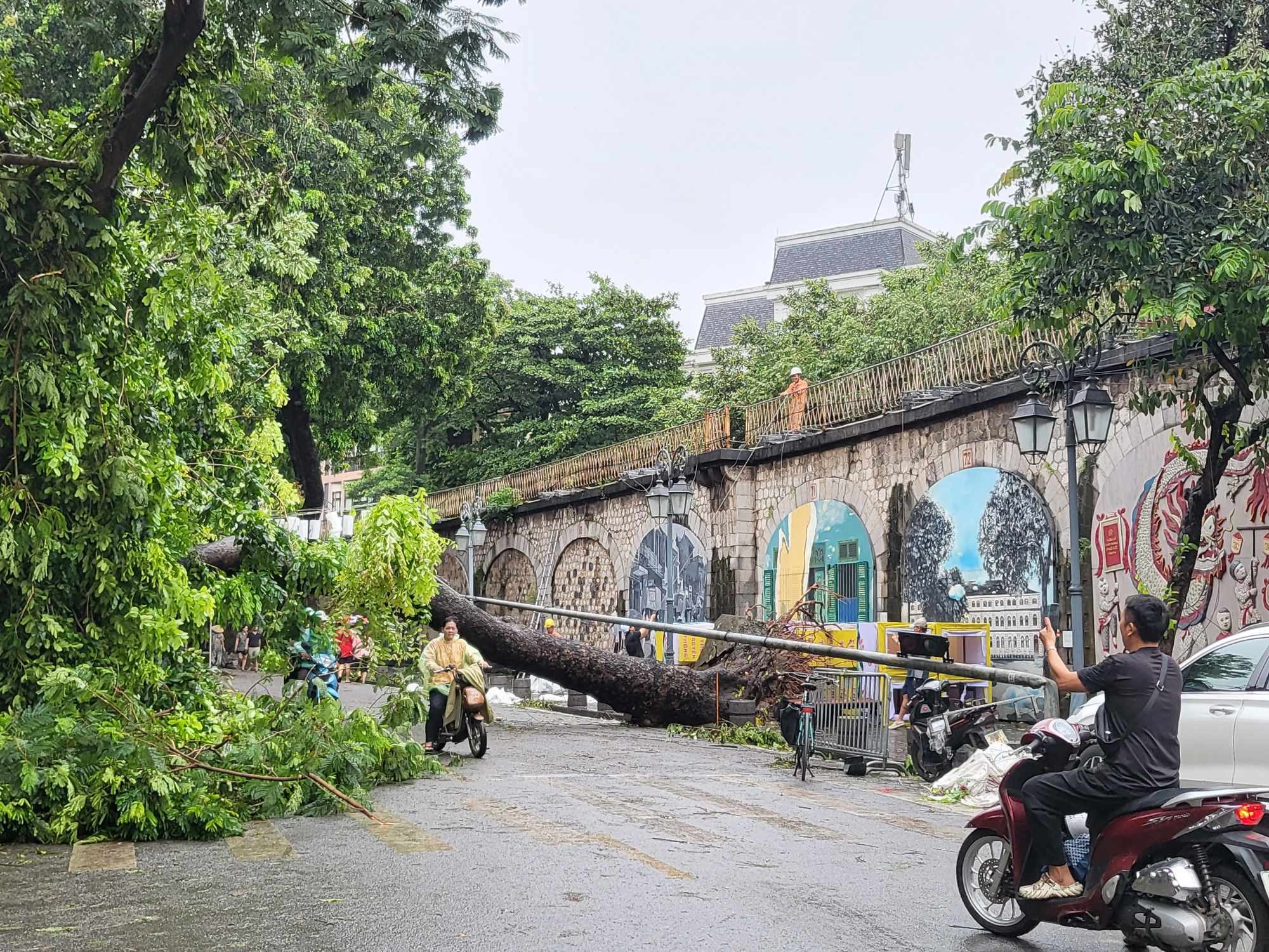 Tiếc nuối những "cụ c&acirc;y" trăm tuổi bật gốc trong b&atilde;o số 3 tr&ecirc;n phố cổ H&agrave; Nội- Ảnh 15.