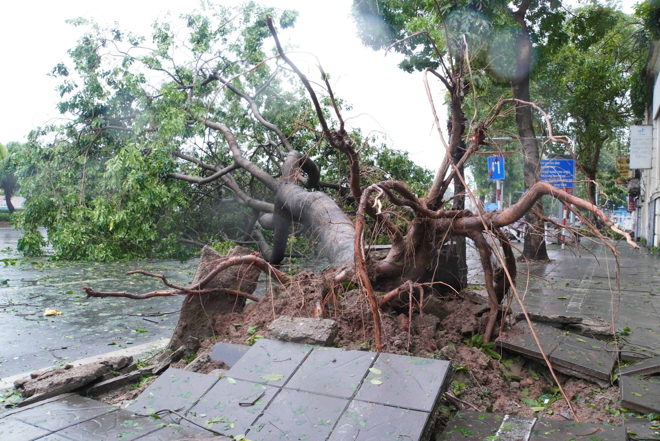 Tiếc nuối những "cụ c&acirc;y" trăm tuổi bật gốc trong b&atilde;o số 3 tr&ecirc;n phố cổ H&agrave; Nội- Ảnh 18.