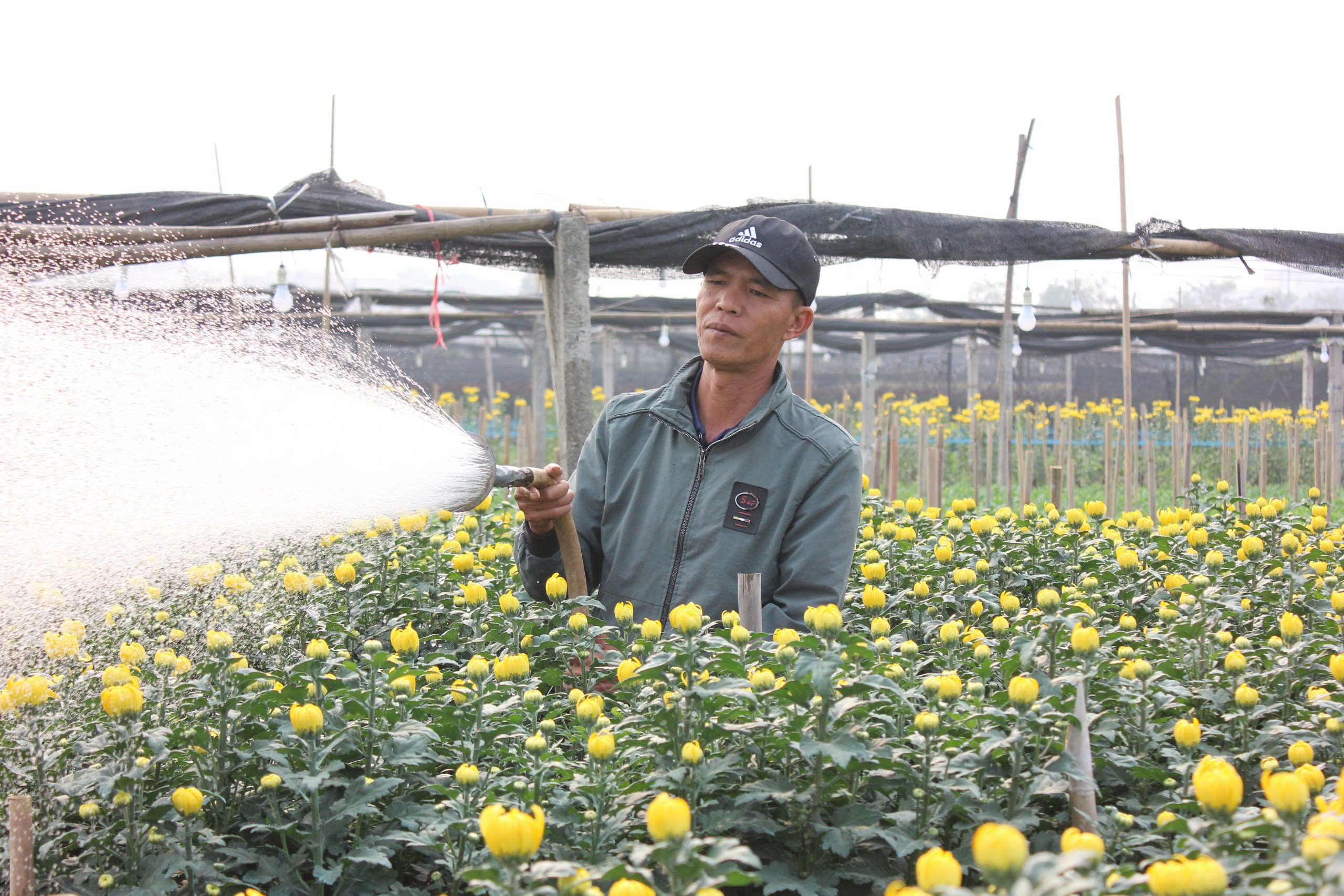 L&agrave;ng hoa lớn nhất H&agrave; Nội tất bật chuẩn bị cho Tết Nguy&ecirc;n đ&aacute;n 2025- Ảnh 1.