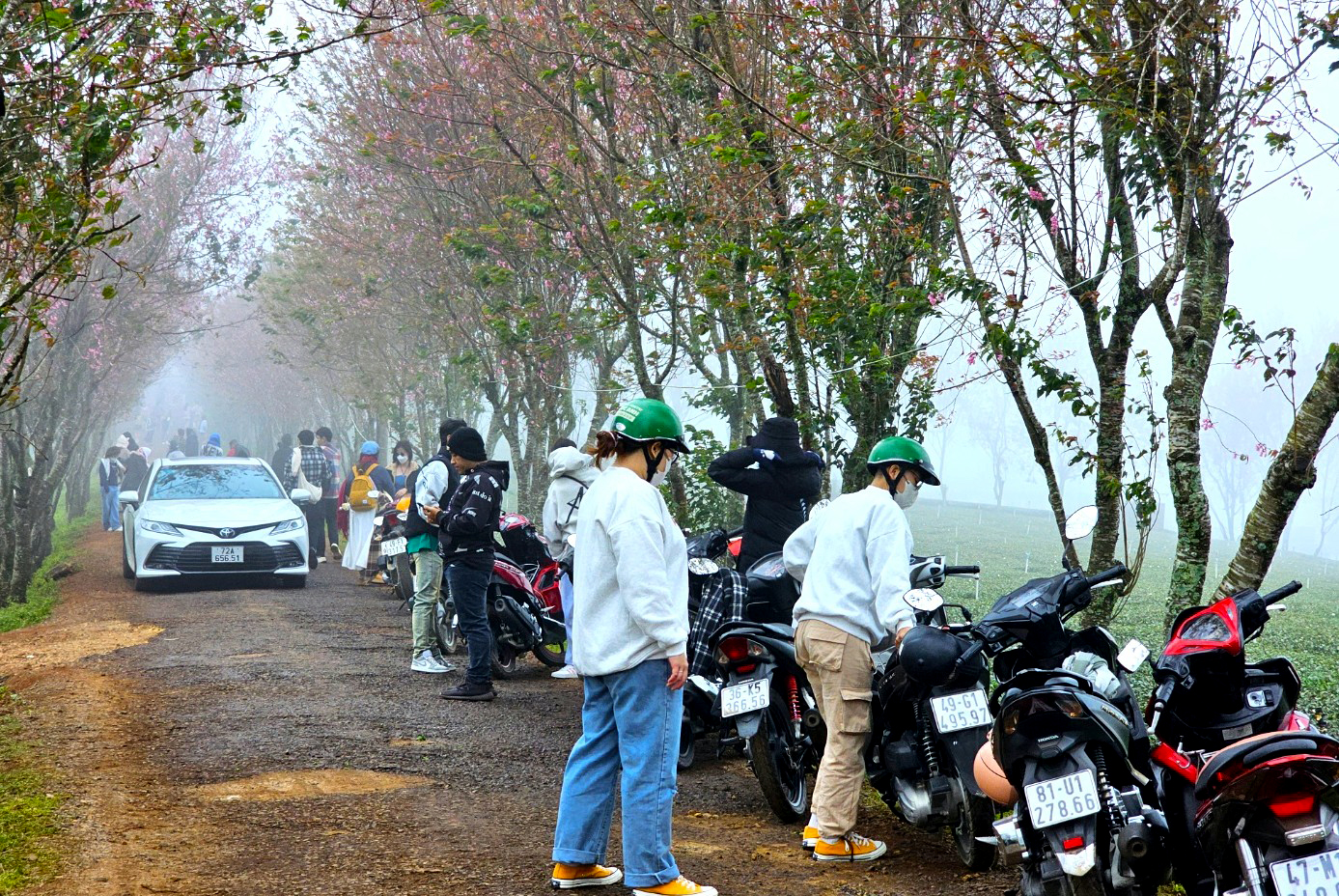 Chen nhau check-in với hàng ngàn cây mai anh đào nhuộm hồng đồi chè- Ảnh 3.