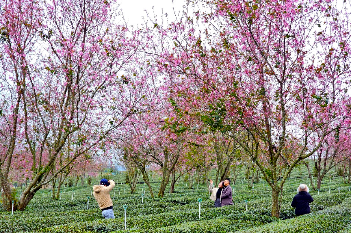 Chen nhau check-in với hàng ngàn cây mai anh đào nhuộm hồng đồi chè- Ảnh 10.