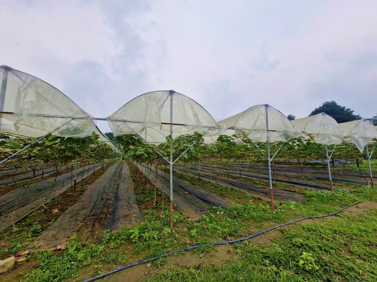 Khuất phục lo&agrave;i c&acirc;y "qu&yacute; tộc"- Ảnh 2.