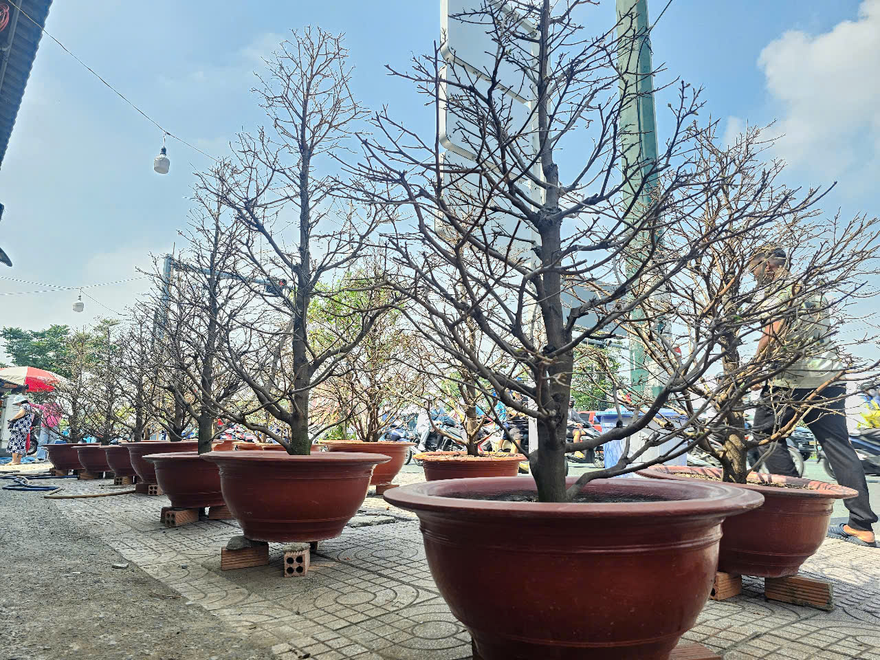 Mai Tết  bắt đầu &ldquo;tr&agrave;n&rdquo; ra đường, kh&ocirc;ng kh&iacute; Tết tr&agrave;n ngập TP HCM- Ảnh 2.