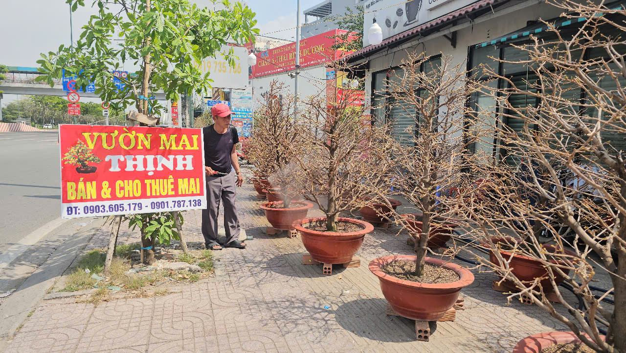 Mai Tết  bắt đầu &ldquo;tr&agrave;n&rdquo; ra đường, kh&ocirc;ng kh&iacute; Tết tr&agrave;n ngập TP HCM- Ảnh 3.