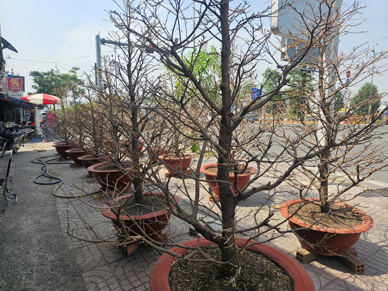Mai Tết  bắt đầu &ldquo;tr&agrave;n&rdquo; ra đường, kh&ocirc;ng kh&iacute; Tết tr&agrave;n ngập TP HCM- Ảnh 1.