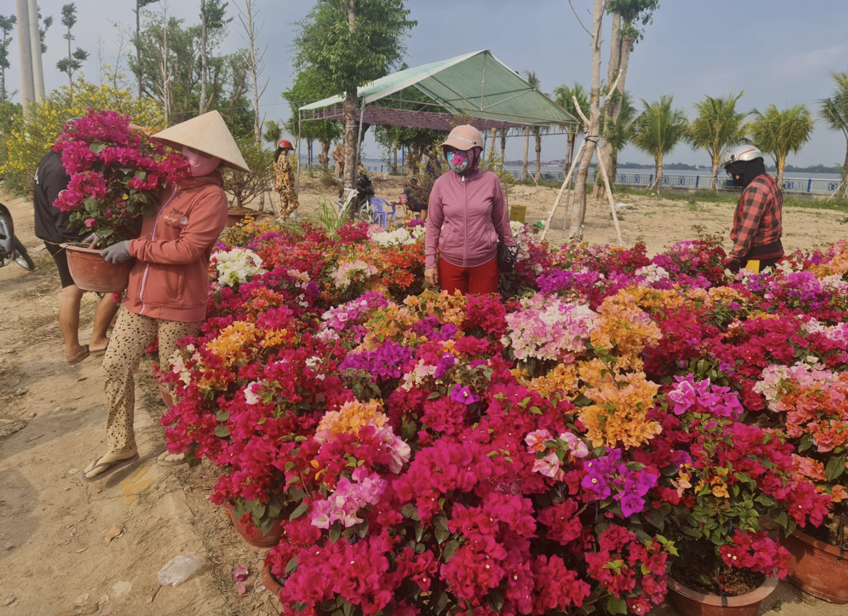 Tin vui cho c&aacute;c chủ vườn kinh doanh hoa kiểng ở miền T&acirc;y- Ảnh 2.
