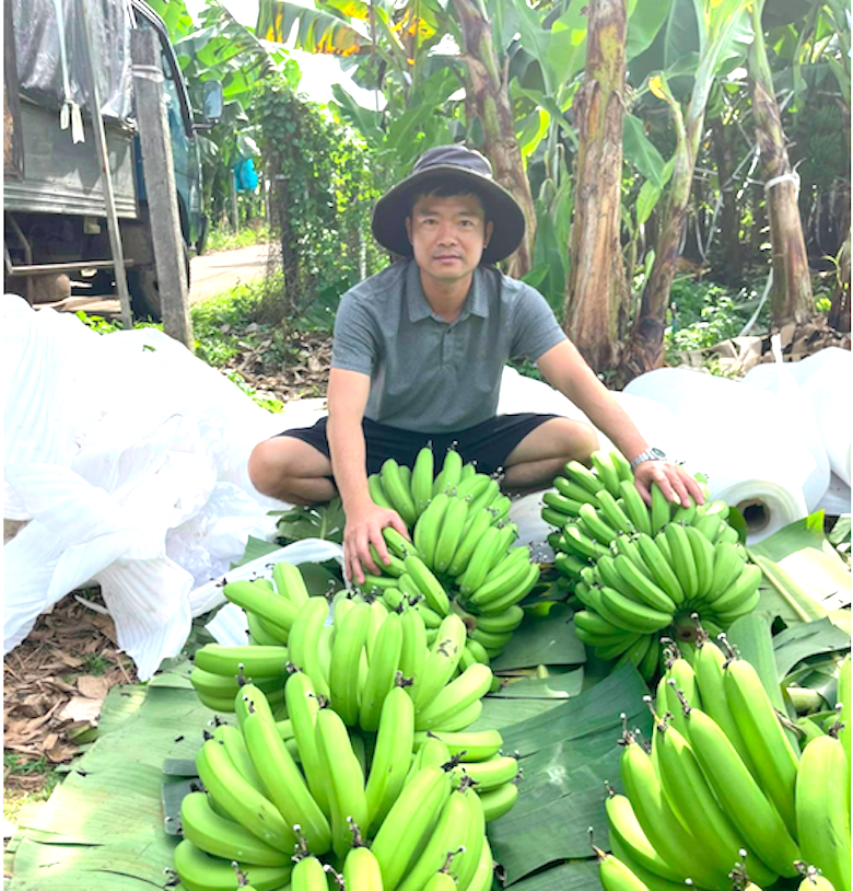 Gi&aacute; chuối xanh dịp Tết đắt gấp 2-4 lần năm ngo&aacute;i, thương l&aacute;i v&agrave;o Nam gom mang ra Bắc b&aacute;n- Ảnh 1.