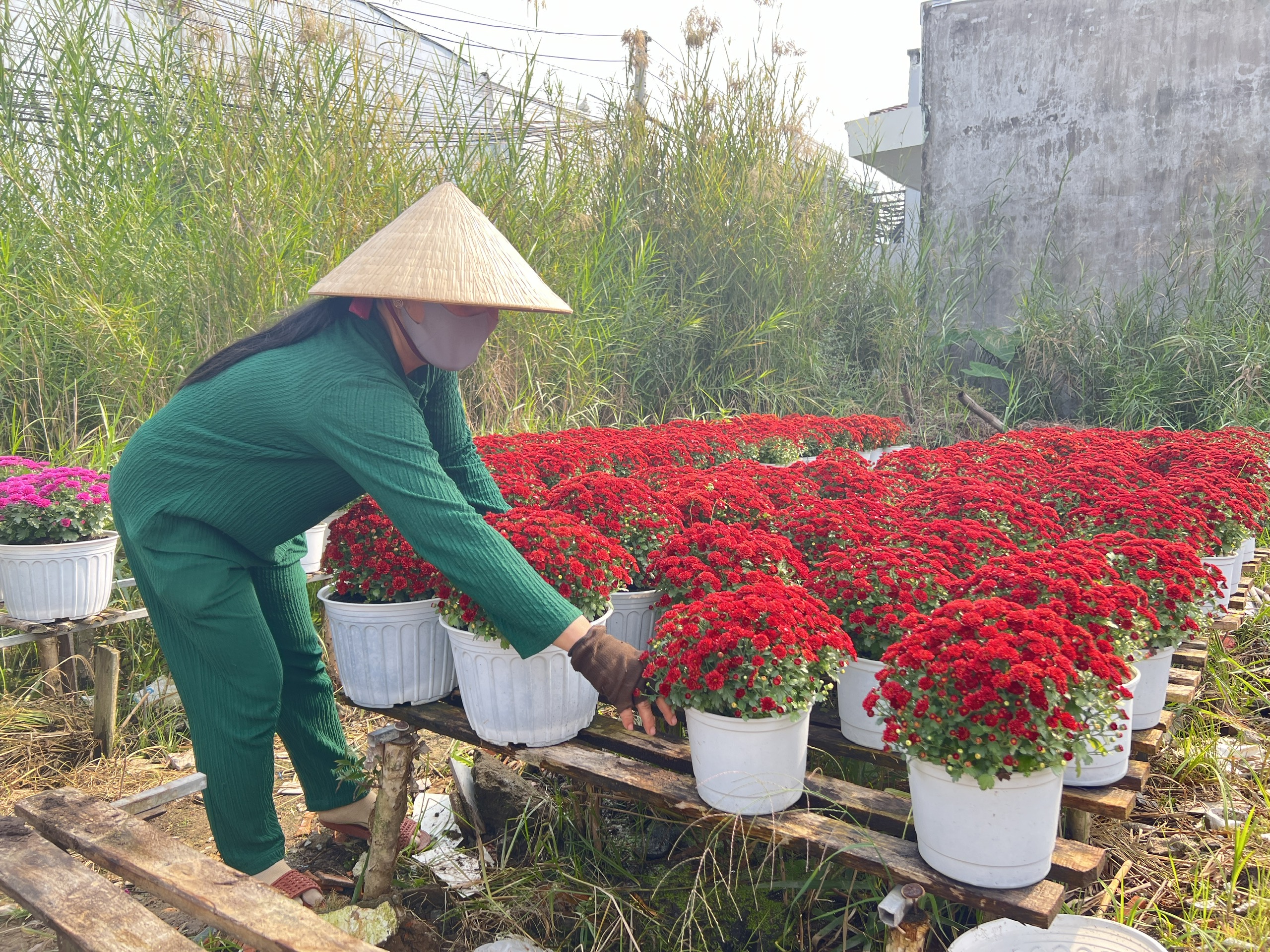 CLIP: L&agrave;ng hoa hơn 100 tuổi ở Cần Thơ rực rỡ sắc m&agrave;u v&agrave;o cận Tết- Ảnh 7.