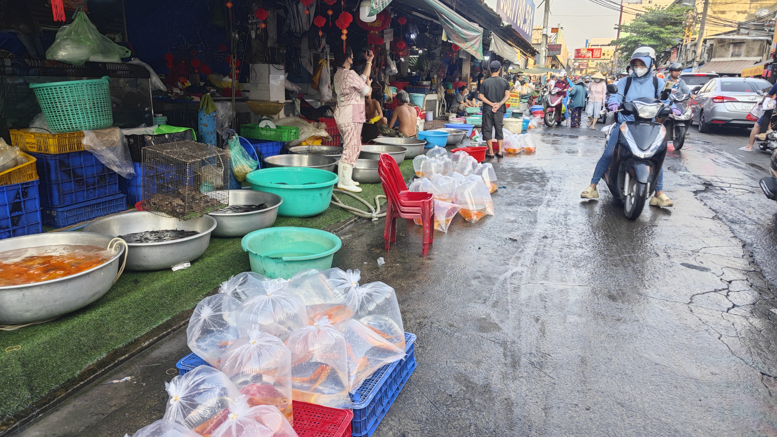 Chợ nh&agrave; gi&agrave;u ở TP HCM b&aacute;n c&aacute; ch&eacute;p mi ni ng&agrave;y 23 th&aacute;ng Chạp- Ảnh 3.