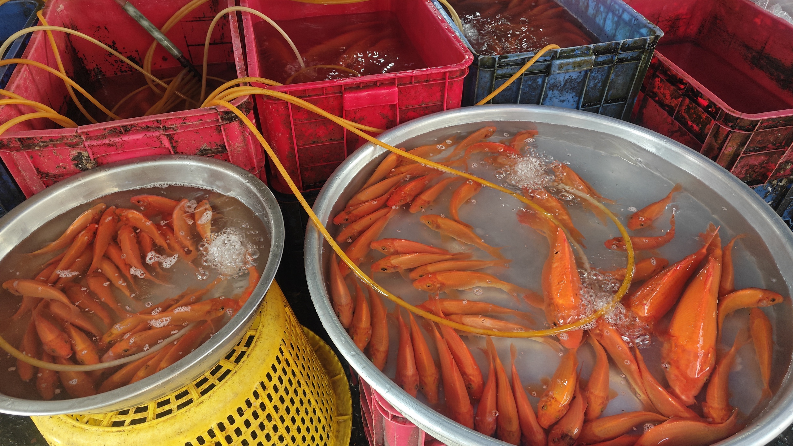 Chợ nh&agrave; gi&agrave;u ở TP HCM b&aacute;n c&aacute; ch&eacute;p mi ni ng&agrave;y 23 th&aacute;ng Chạp- Ảnh 2.