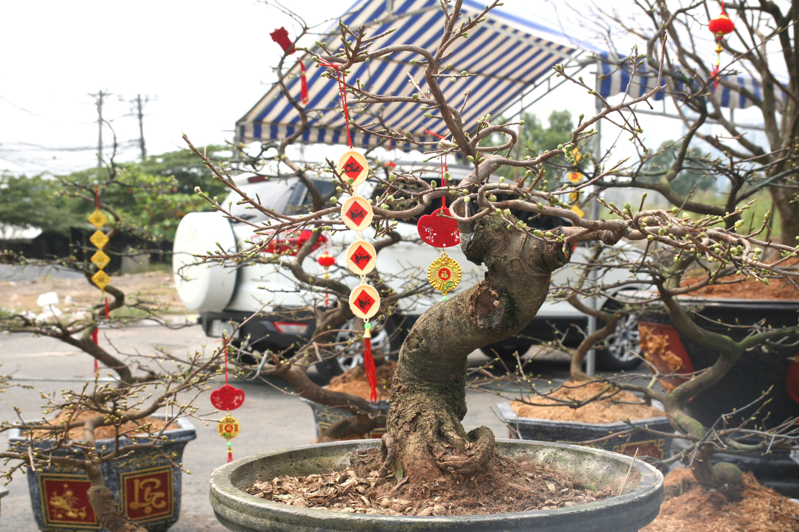 Thú chơi hoa kiểng dịp Tết và những giá trị văn hóa truyền thống- Ảnh 4.