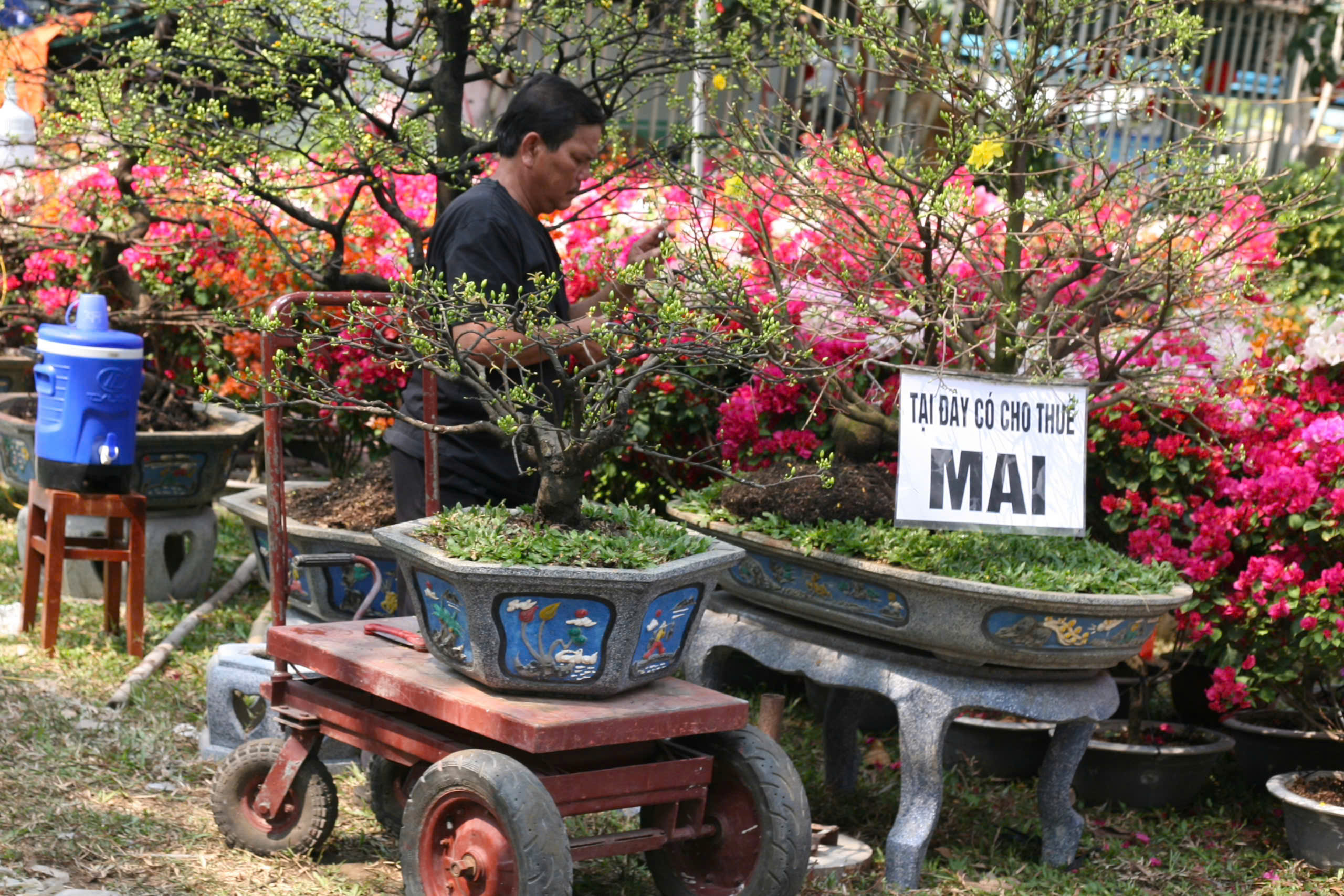 Thú chơi hoa kiểng dịp Tết và những giá trị văn hóa truyền thống- Ảnh 15.