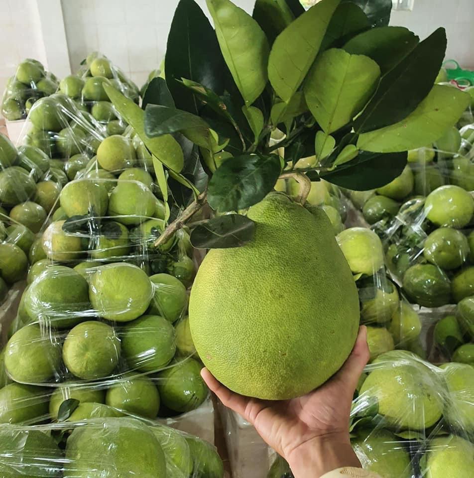 Những c&acirc;u chuyện th&uacute; vị về bưởi Năm Roi, dừa s&aacute;p ở miền T&acirc;y- Ảnh 6.