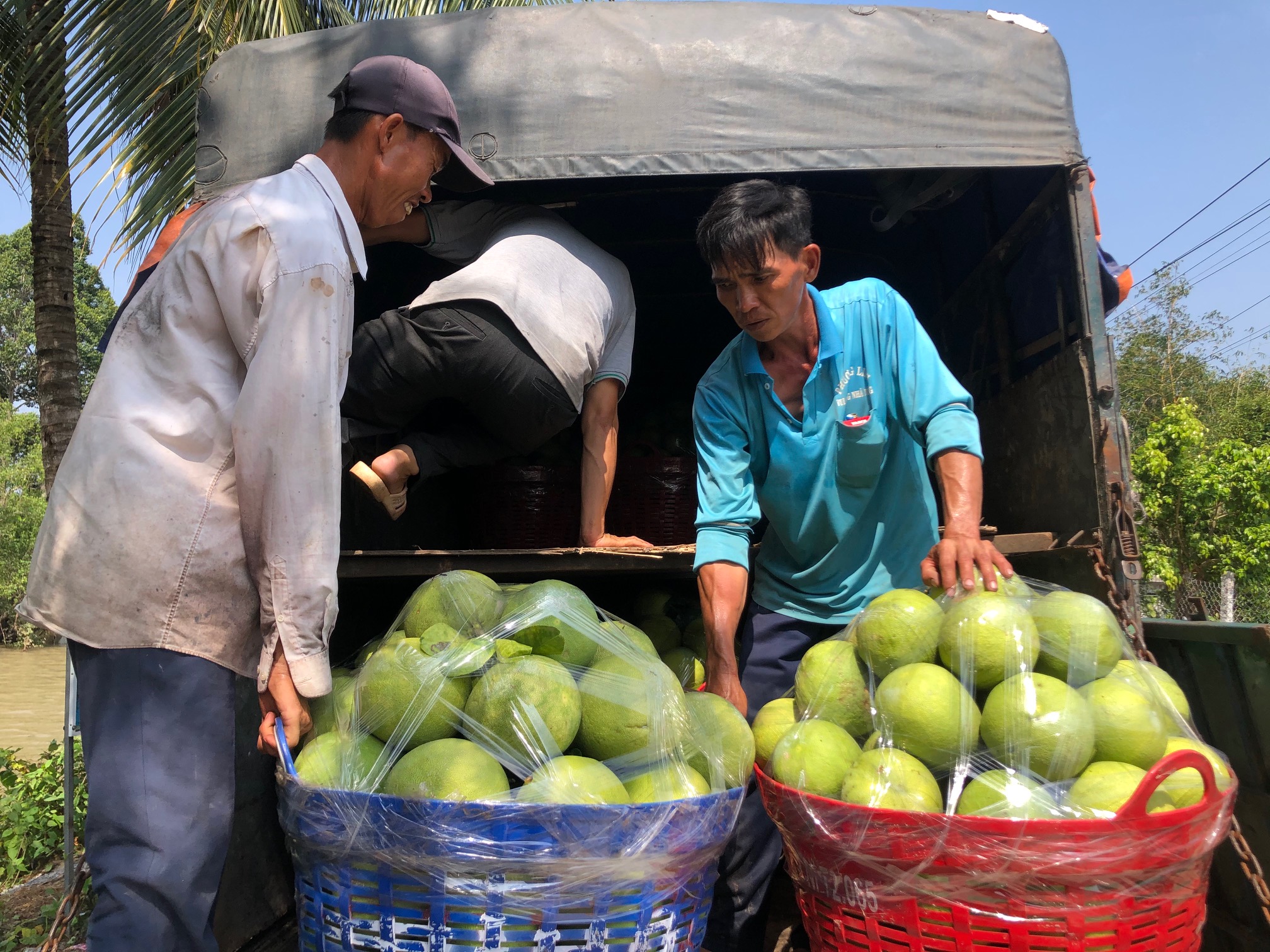 Những c&acirc;u chuyện th&uacute; vị về bưởi Năm Roi, dừa s&aacute;p ở miền T&acirc;y- Ảnh 2.