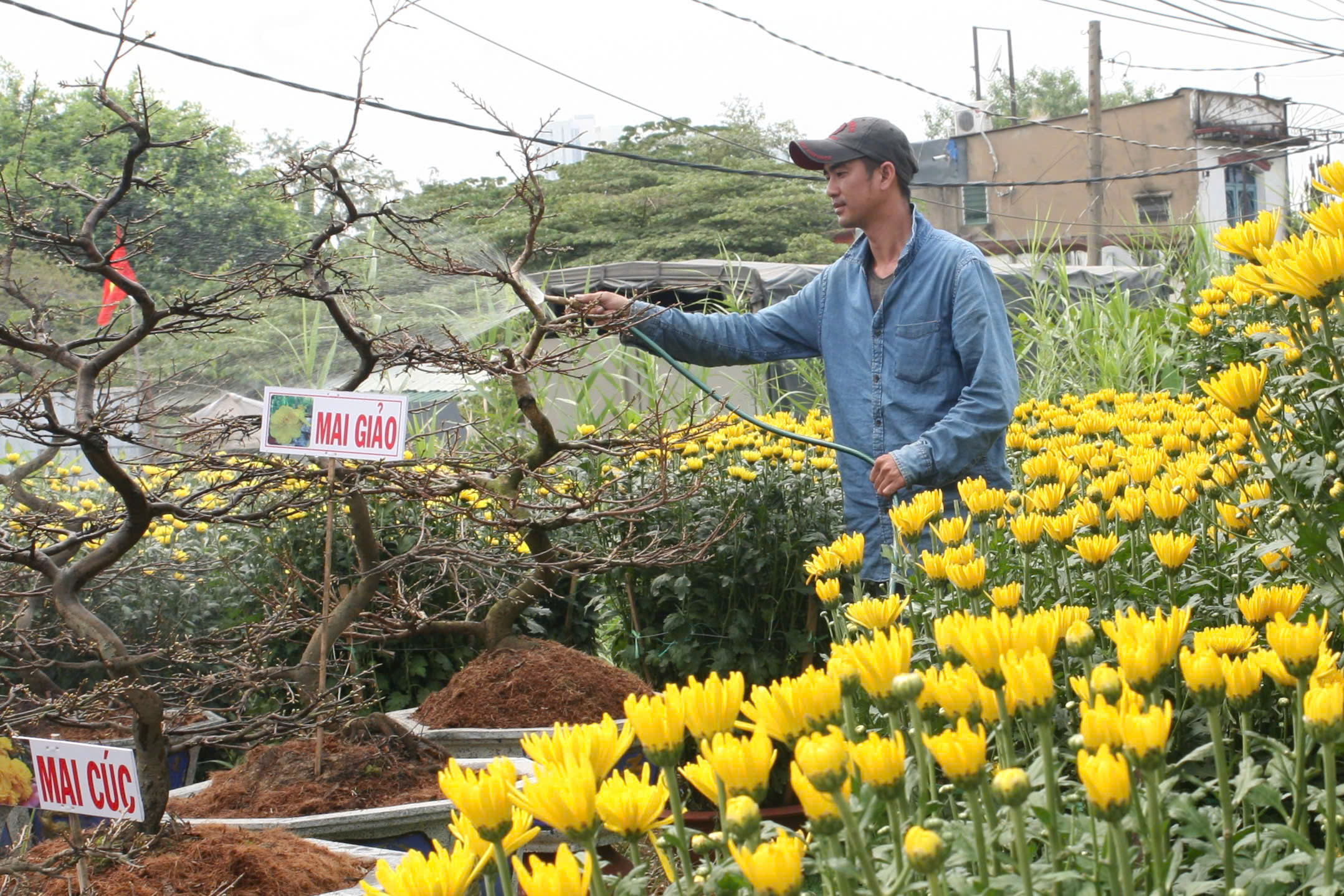Thú chơi hoa kiểng dịp Tết và những giá trị văn hóa truyền thống- Ảnh 11.