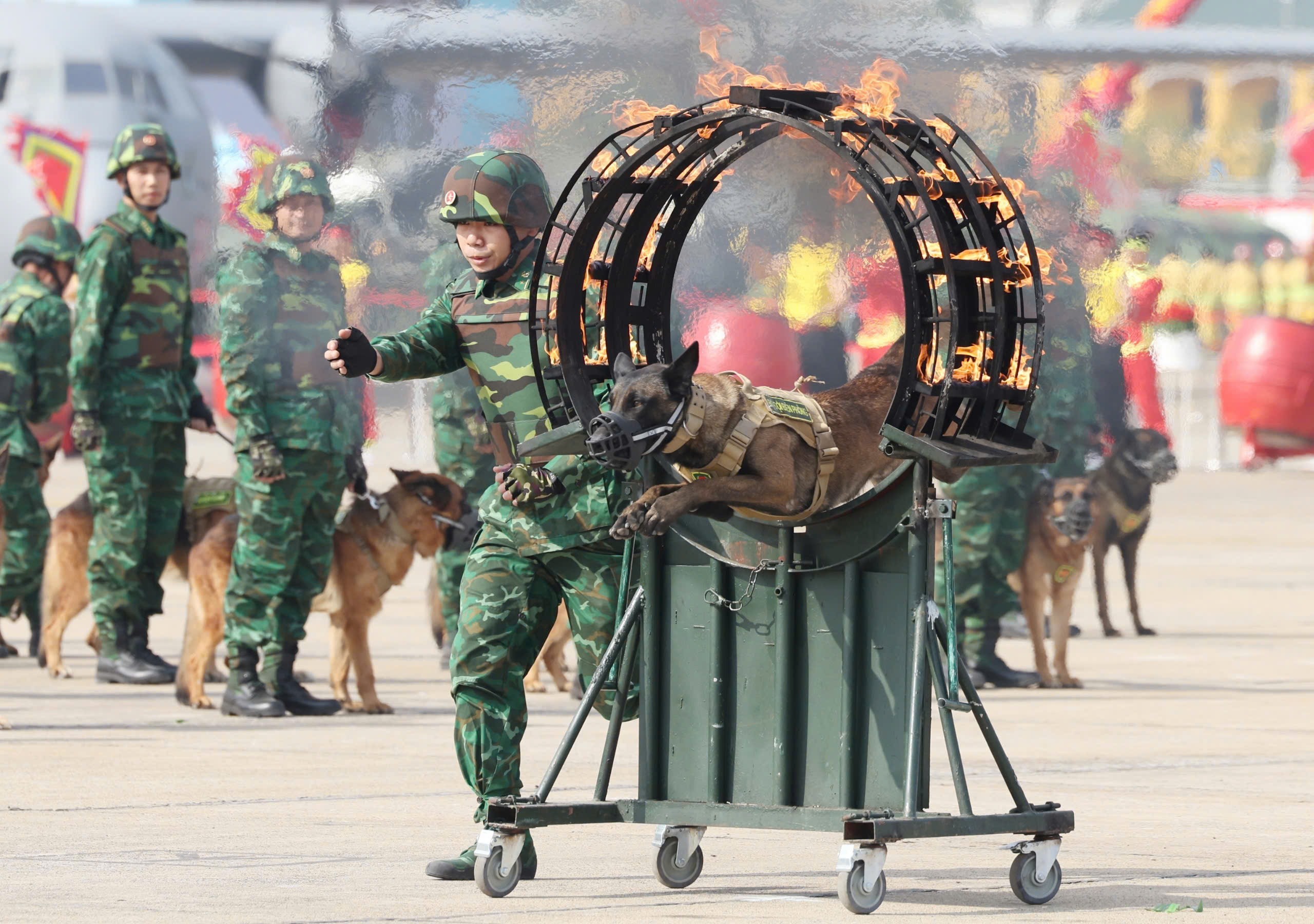 "Chiến binh" thầm lặng v&agrave; đặc biệt của Qu&acirc;n đội Nh&acirc;n d&acirc;n Việt Nam- Ảnh 2.