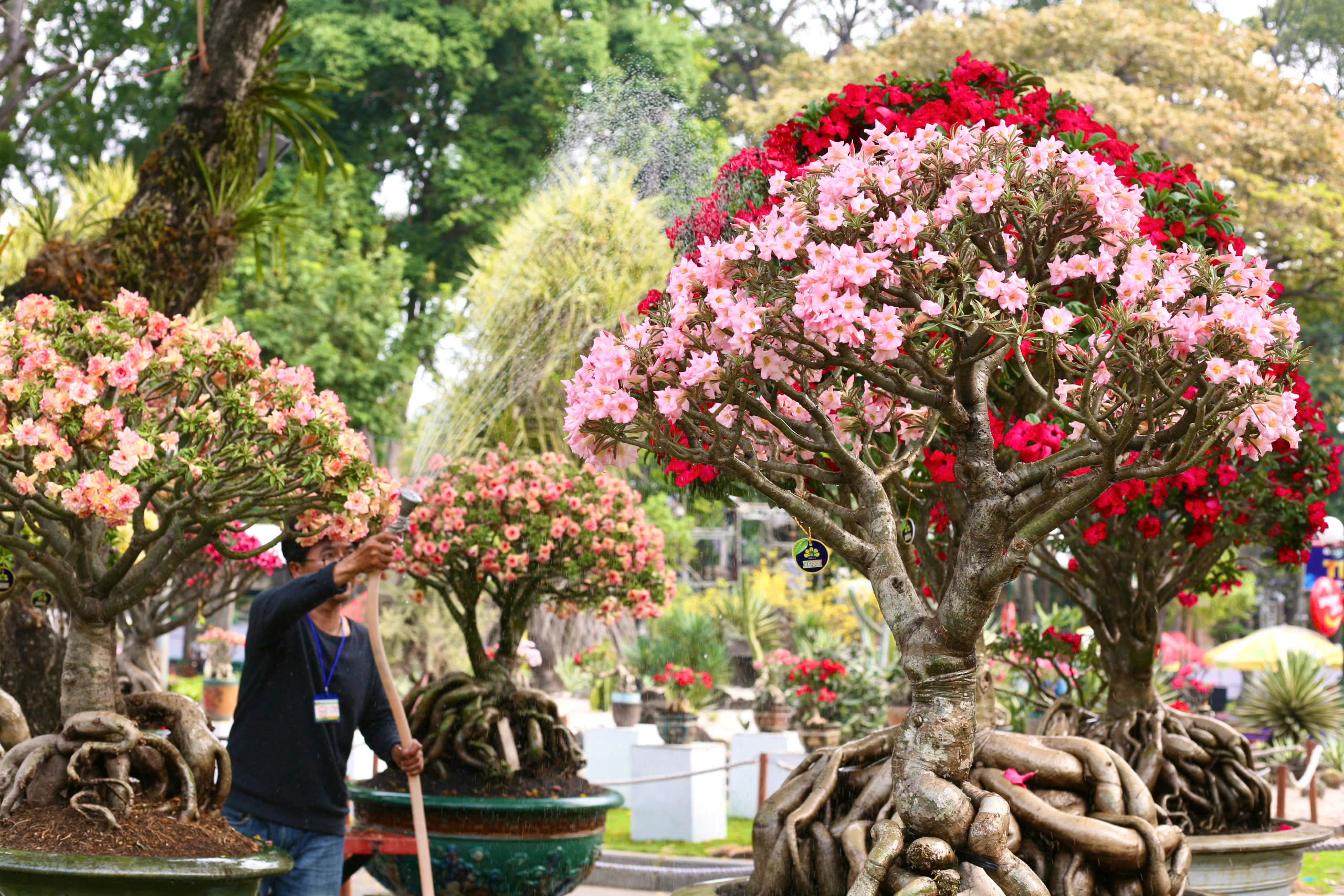 Hội hoa xu&acirc;n TP HCM: Kỳ hoa dị thảo, điểm đến kh&ocirc;ng thể bỏ lỡ- Ảnh 6.