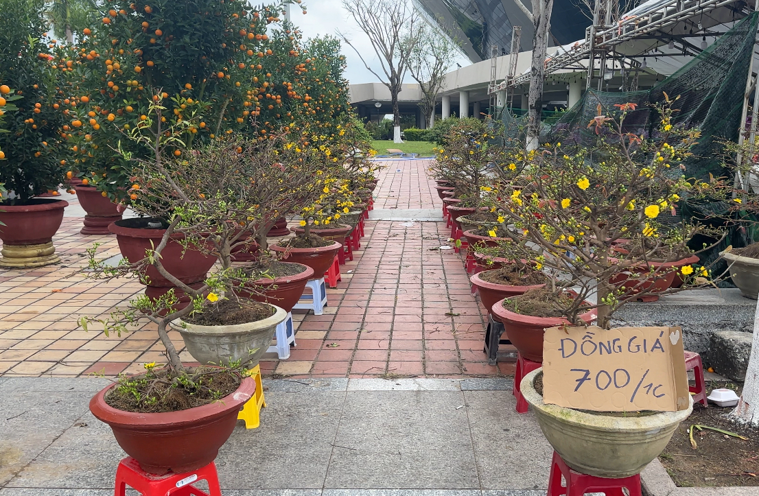 Người b&aacute;n nhiều hơn kh&aacute;ch mua, tiểu thương chợ hoa Đ&agrave; Nẵng lo mất Tết- Ảnh 8.