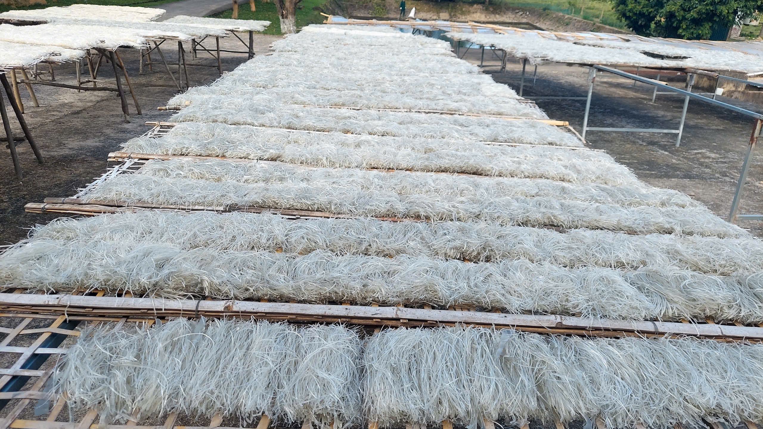 Miến dong của "bộ đội 337" - Ảnh 1.