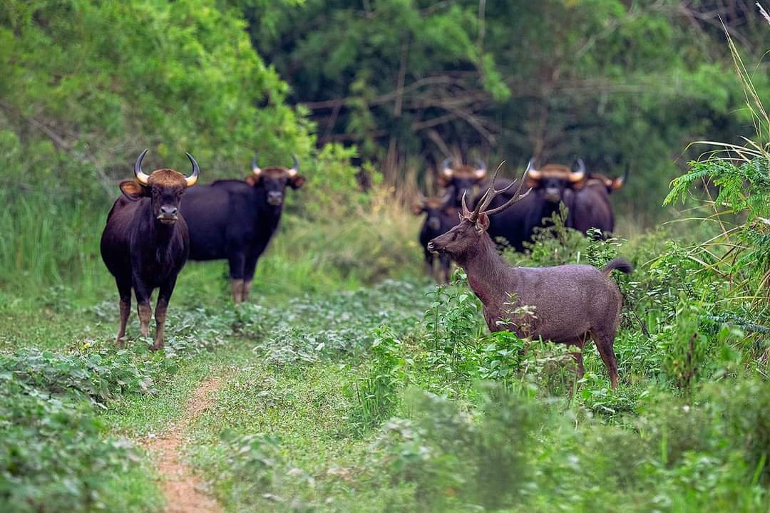 Ngắm chim, th&uacute; hoang d&atilde; trong "l&aacute; phổi xanh" của Đ&ocirc;ng Nam Bộ- Ảnh 6.