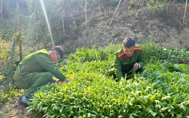 Trồng 346 cây thuốc phiện làm thuốc “chữa bệnh cho lợn, gà” - Ảnh 2.