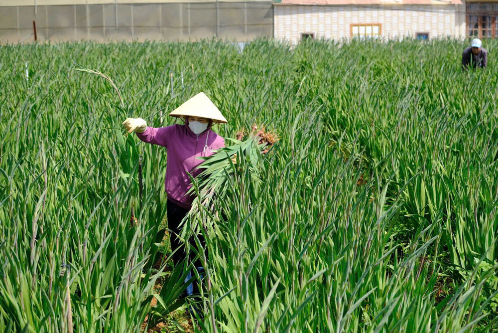Xã Hiệp An là vùng trồng hoa lay ơn bán Tết lớn nhất tỉnh Lâm Đồng