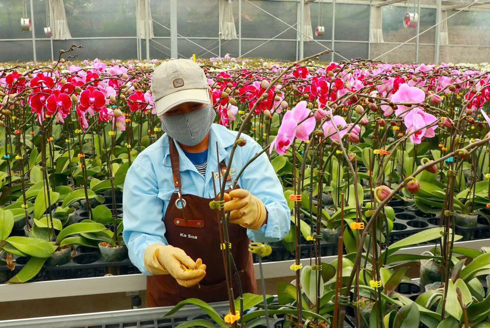 Nhân viên tại trang trại của gia đình anh Phan Thanh Sang chăm sóc hoa lan hồ điệp