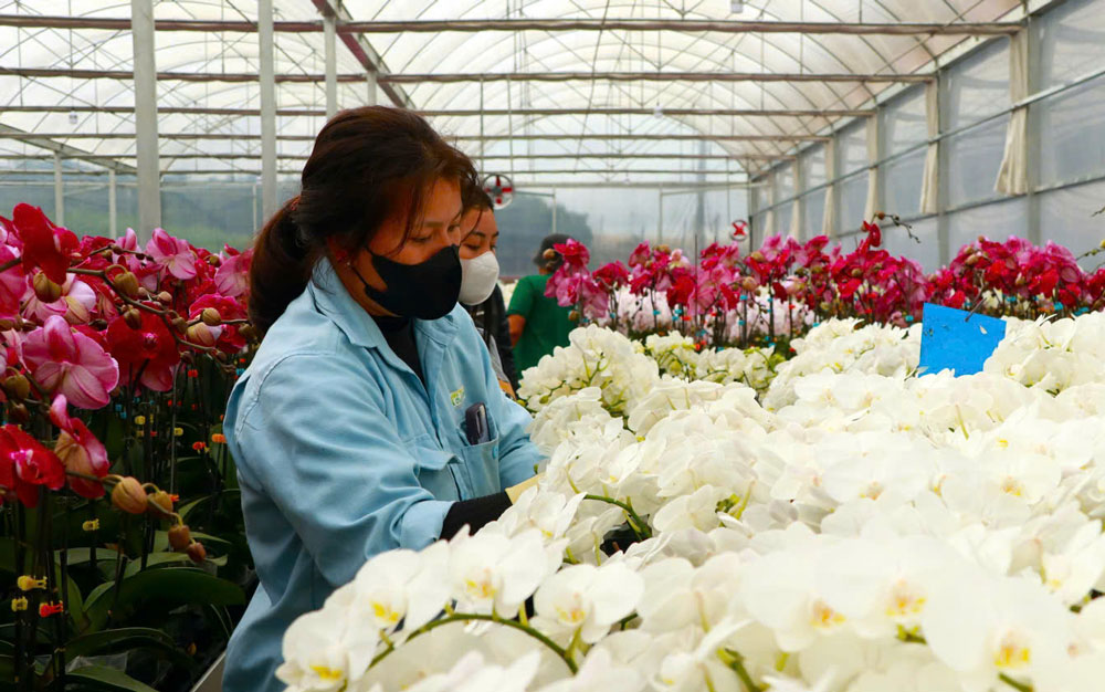 Nhân viên tại trang trại của gia đình anh Phan Thanh Sang chăm sóc hoa lan hồ điệp
