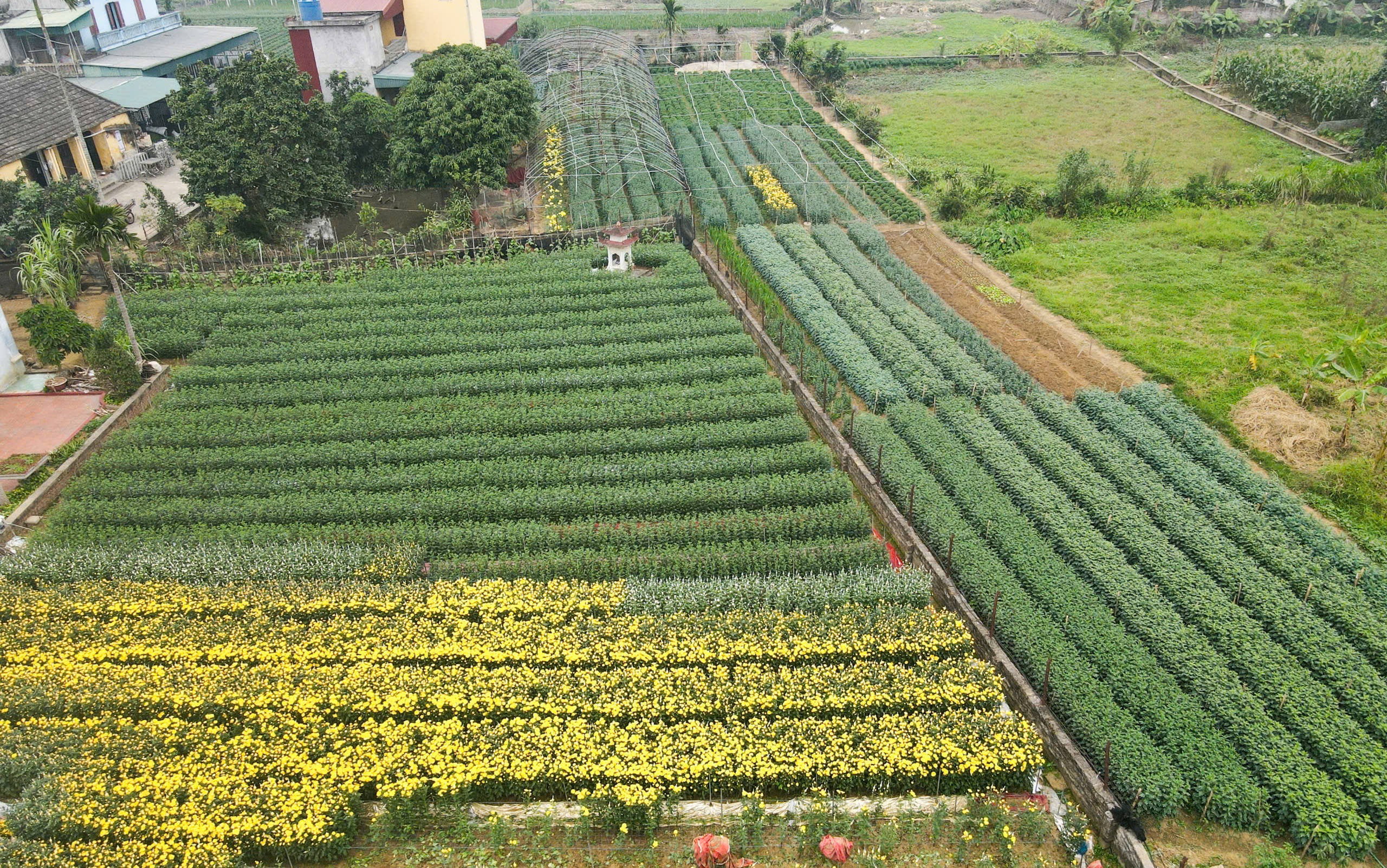 L&agrave;ng hoa nổi tiếng Thanh H&oacute;a, Ninh B&igrave;nh tất bật vụ Tết- Ảnh 8.