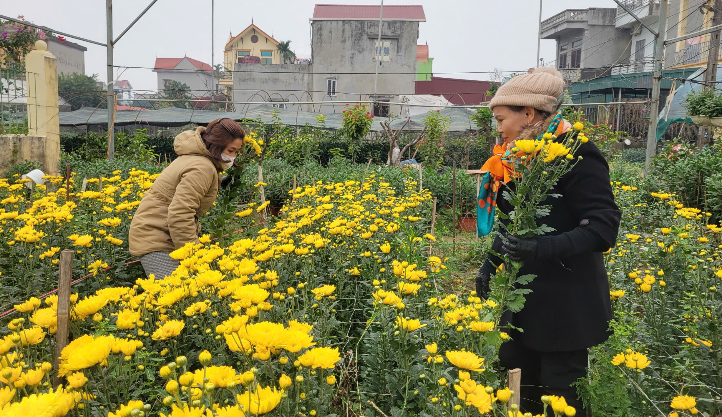 L&agrave;ng hoa nổi tiếng Thanh H&oacute;a, Ninh B&igrave;nh tất bật vụ Tết- Ảnh 10.