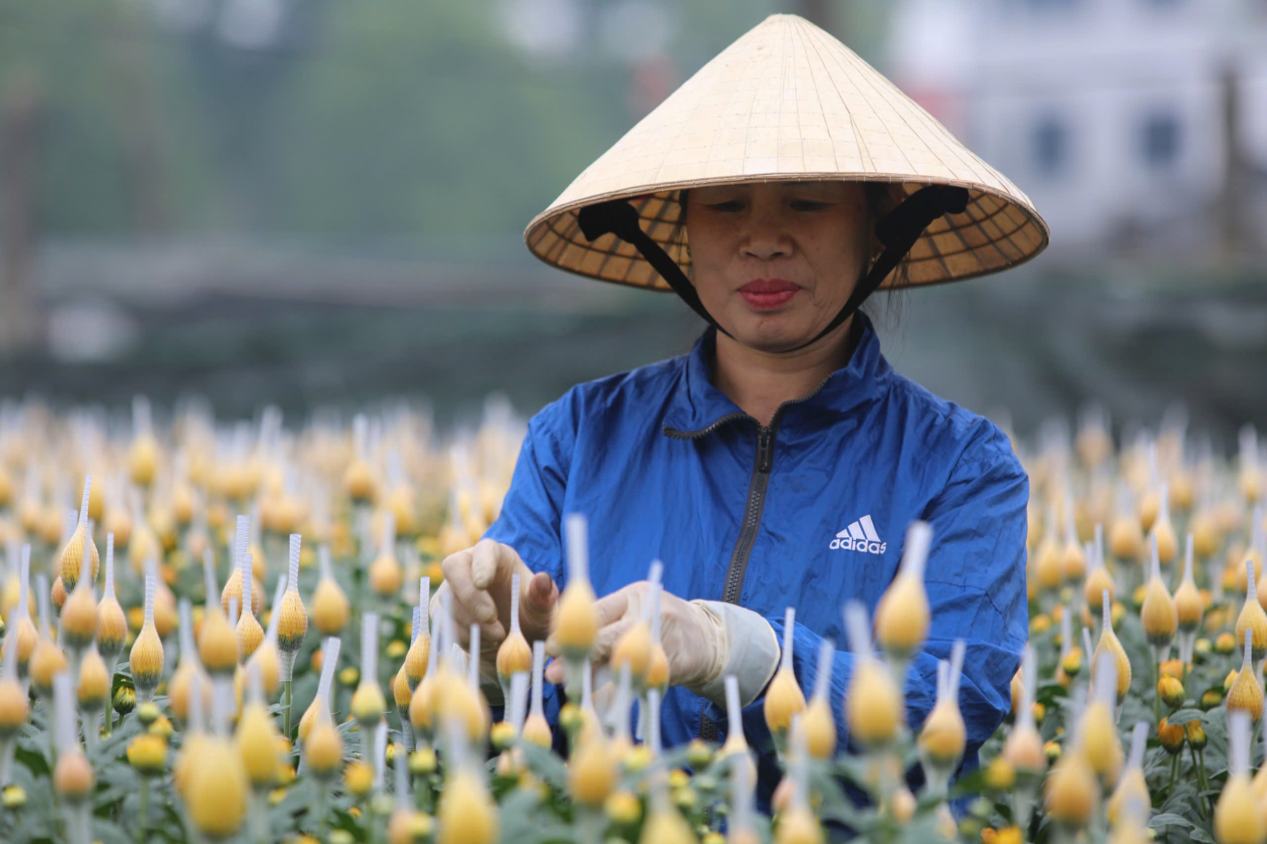 L&agrave;ng hoa nổi tiếng Thanh H&oacute;a, Ninh B&igrave;nh tất bật vụ Tết- Ảnh 1.