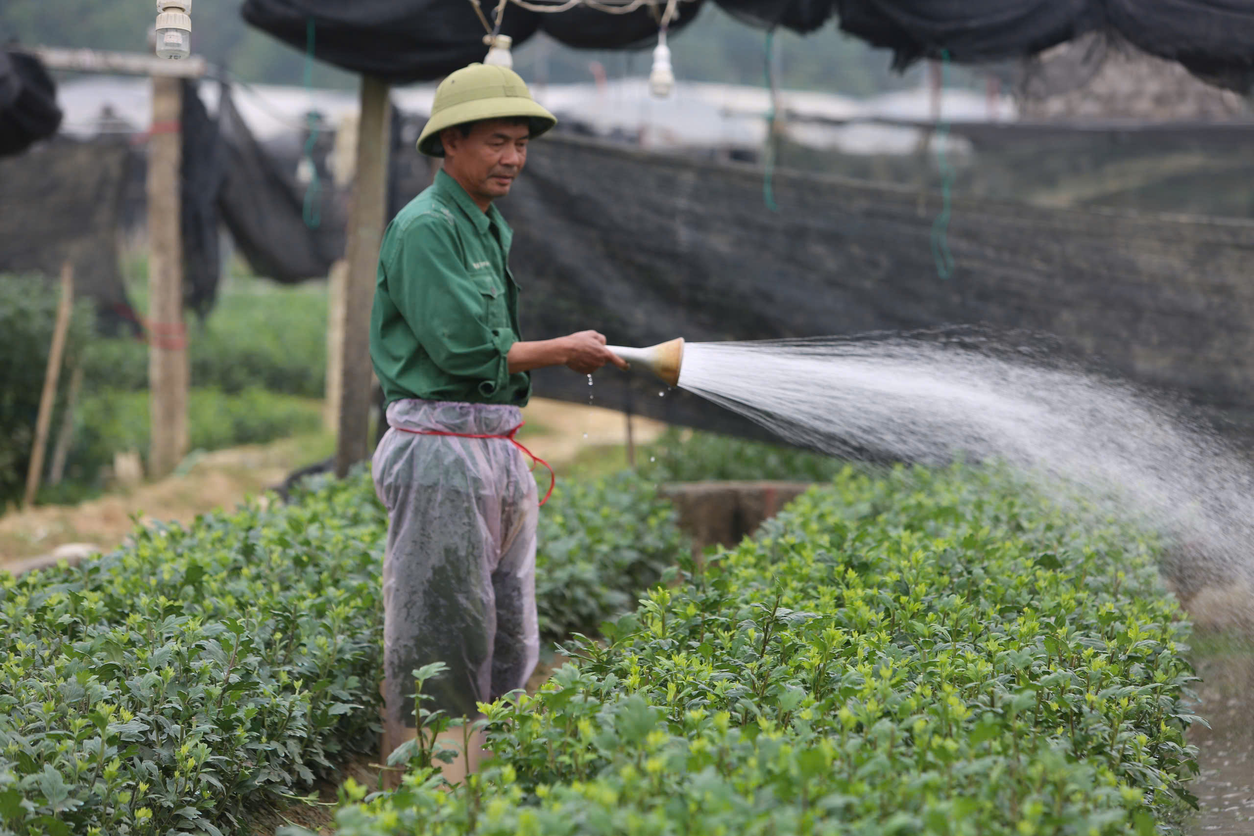 L&agrave;ng hoa nổi tiếng Thanh H&oacute;a, Ninh B&igrave;nh tất bật vụ Tết- Ảnh 7.