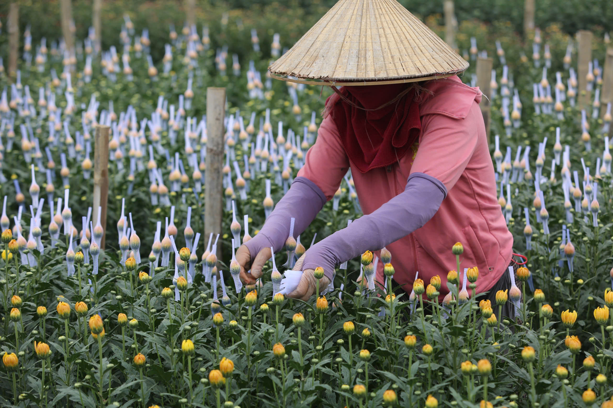 L&agrave;ng hoa nổi tiếng Thanh H&oacute;a, Ninh B&igrave;nh tất bật vụ Tết- Ảnh 5.