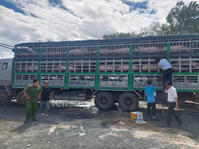 Kỷ lục ph&aacute;t hiện v&agrave; xử phạt lợn, g&agrave;... nhập lậu v&agrave;o Việt Nam- Ảnh 1.