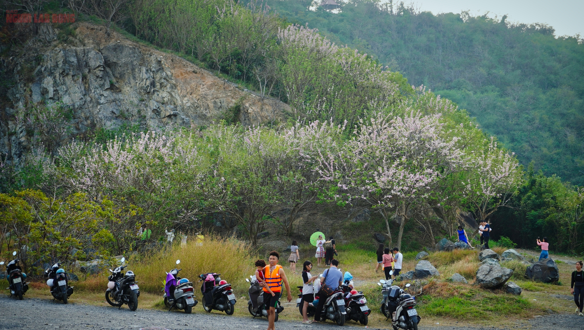 H&agrave;ng ng&agrave;n c&acirc;y đỗ mai đang khoe sắc ở TP Vũng T&agrave;u, nhiều người m&ecirc; đắm - Ảnh 3.