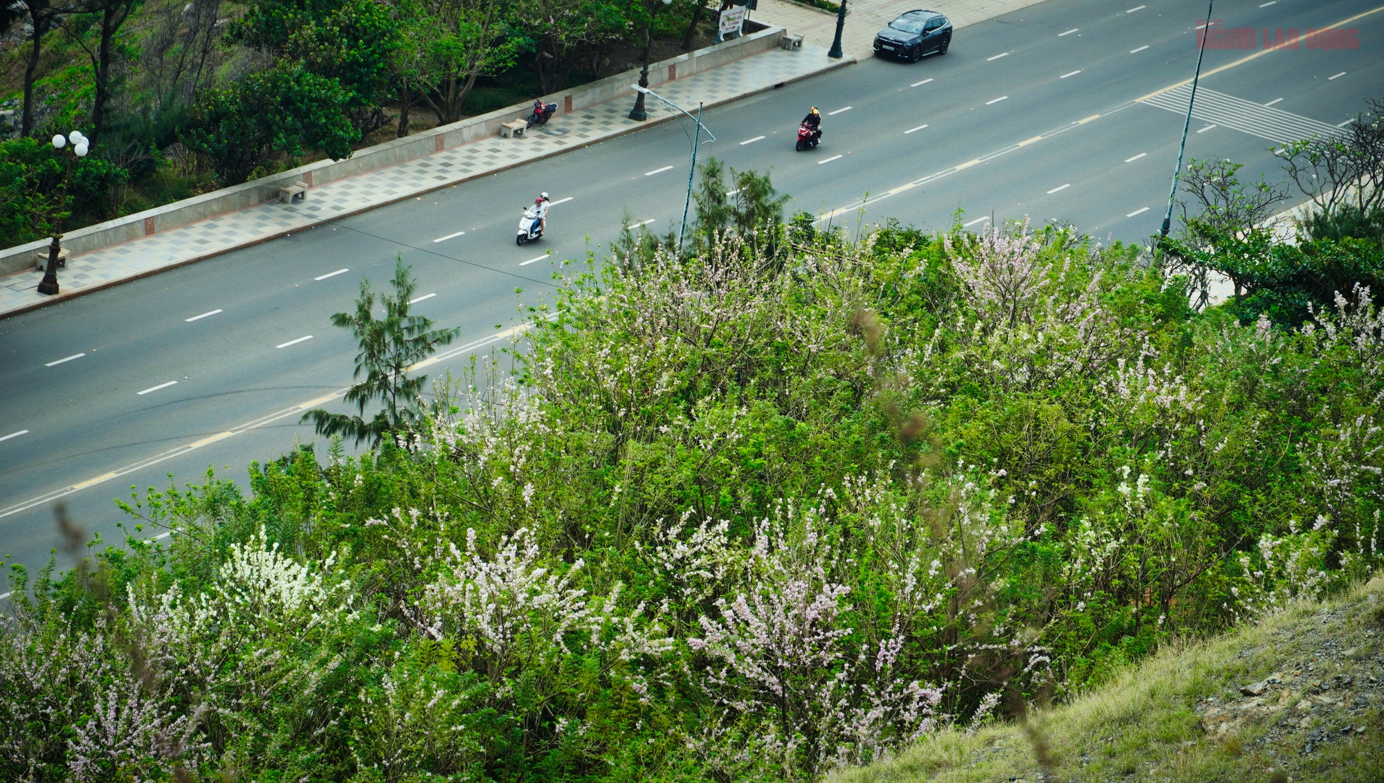 H&agrave;ng ng&agrave;n c&acirc;y đỗ mai đang khoe sắc ở TP Vũng T&agrave;u, nhiều người m&ecirc; đắm - Ảnh 5.