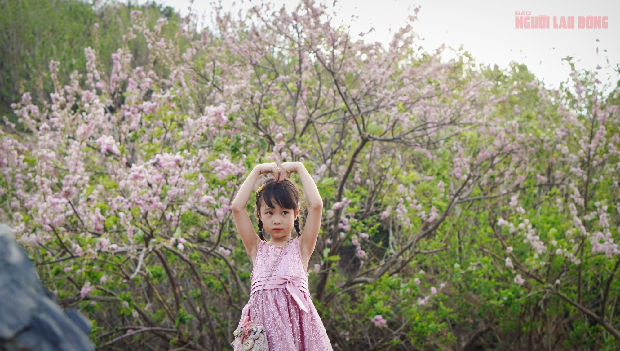 H&agrave;ng ng&agrave;n c&acirc;y đỗ mai đang khoe sắc ở TP Vũng T&agrave;u, nhiều người m&ecirc; đắm - Ảnh 9.