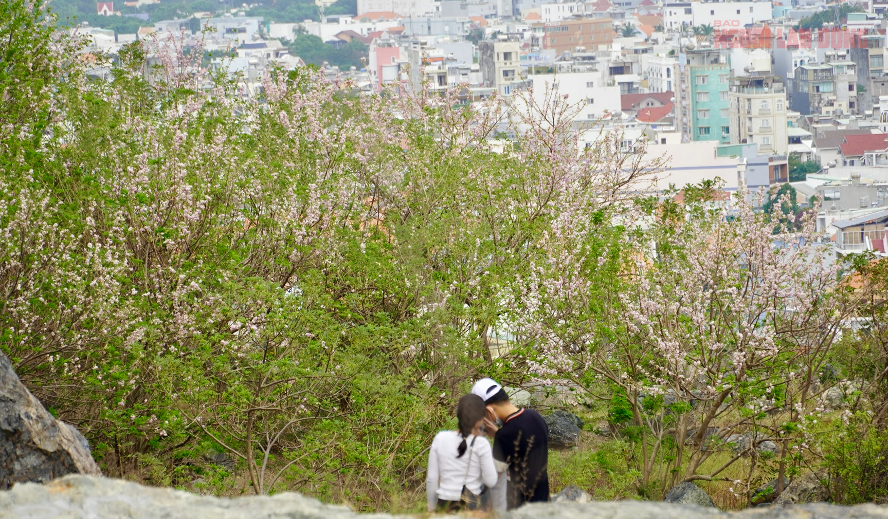 H&agrave;ng ng&agrave;n c&acirc;y đỗ mai đang khoe sắc ở TP Vũng T&agrave;u, nhiều người m&ecirc; đắm - Ảnh 11.
