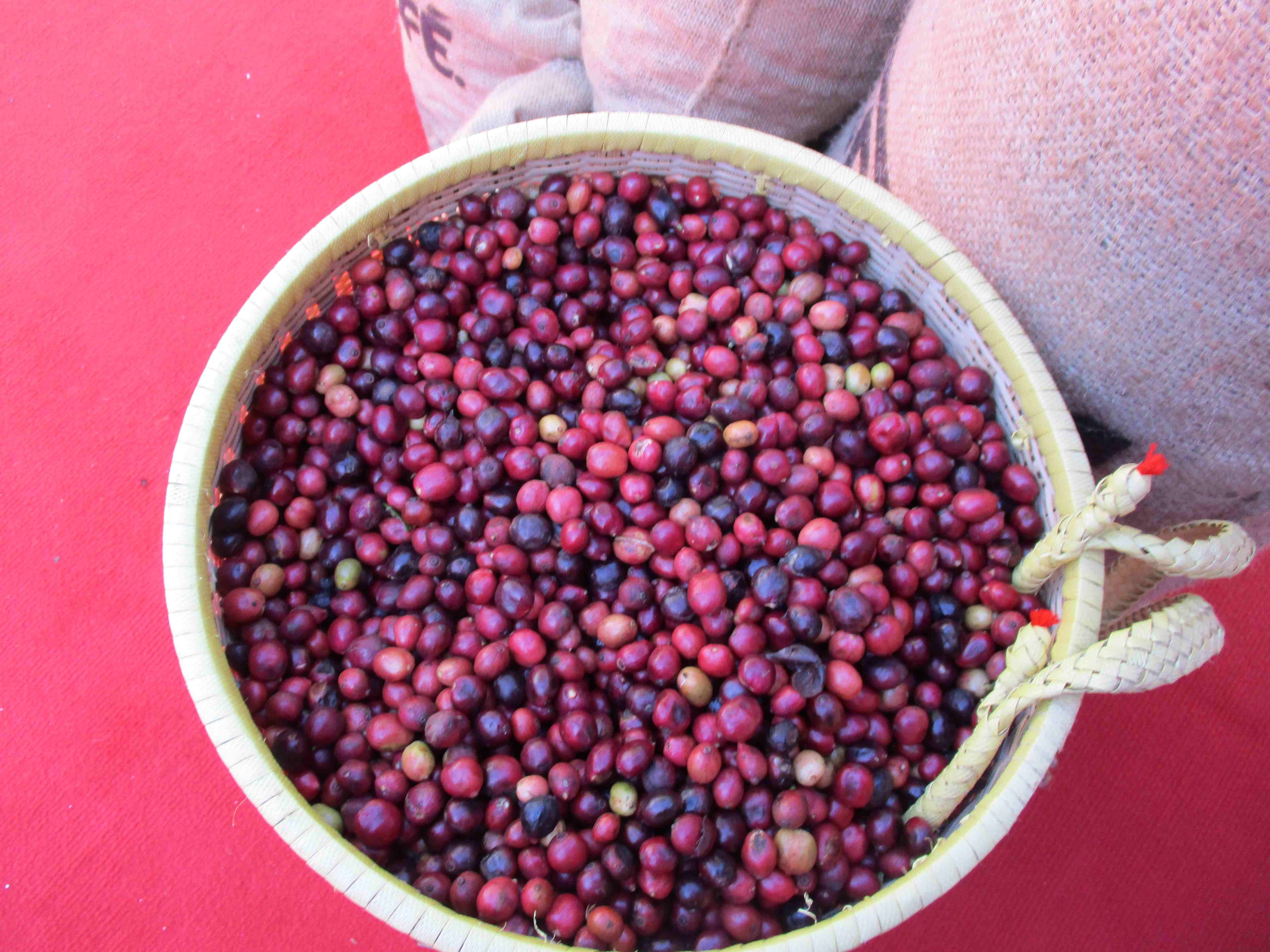 Giá cà phê hôm nay 8-1: Đồng loạt tăng mạnh, Robusta trở lại mốc 5.000 USD/tấn- Ảnh 1.