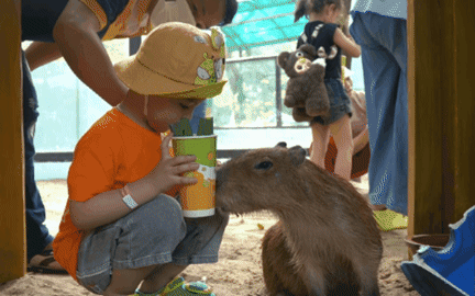 VIDEO: 'Nựng' capybara ngo&agrave;i đời thật tại Thảo Cầm Vi&ecirc;n