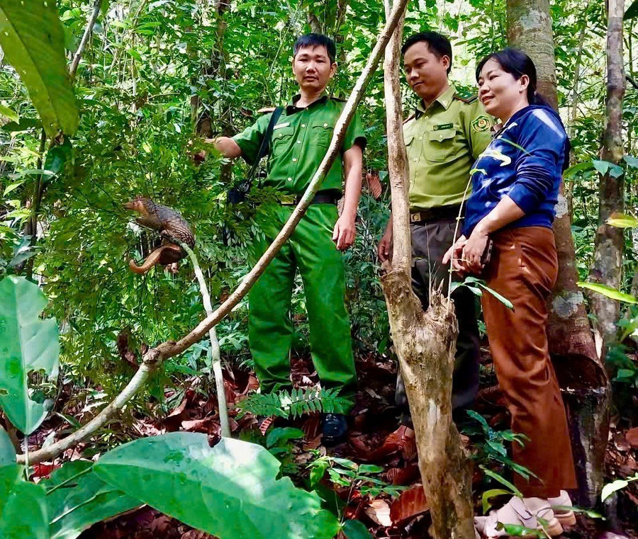 Phát hiện tê tê quý hiếm bò vào sân, người dân Gia Lai mang giao nộp - Ảnh 3.