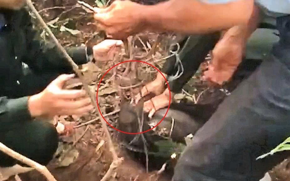 Tham quan bán đảo Sơn Trà, du khách phát hiện khỉ bị mắc vào "hàm của quỷ"