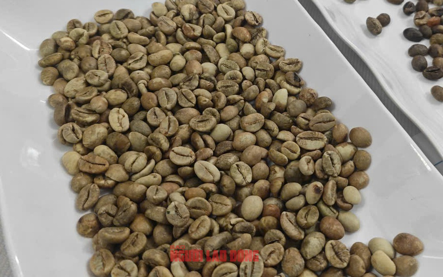 Gi&aacute; c&agrave; ph&ecirc; h&ocirc;m nay 14 - 10: Tăng mạnh đầu tuần cho Arabica v&agrave; Robusta - Ảnh 1.