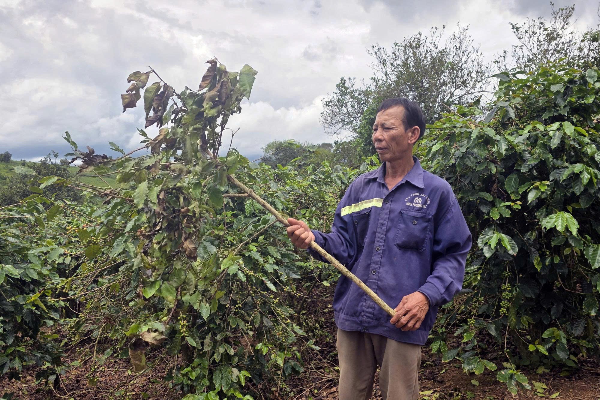 Ngăn chặn nạn bẻ c&agrave;nh, h&aacute;i trộm c&agrave; ph&ecirc; - Ảnh 1.