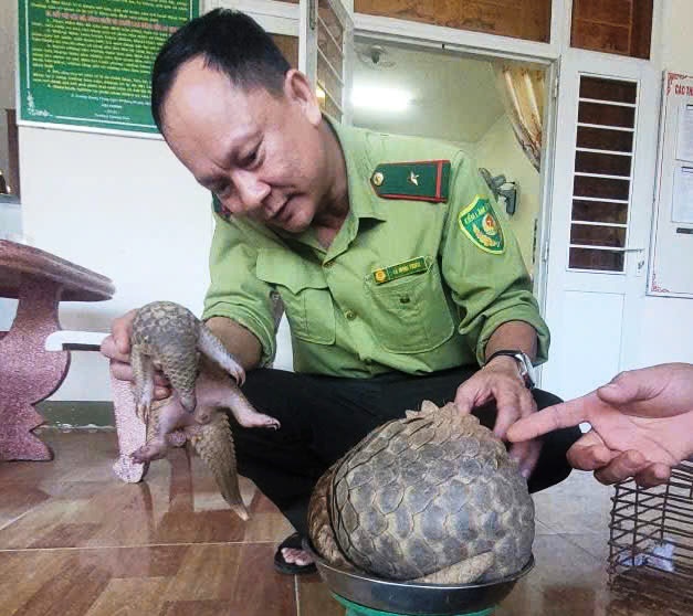 2 cá thể tê tê nằm trong Sách đỏ đi lạc vào nhà dân - Ảnh 1.