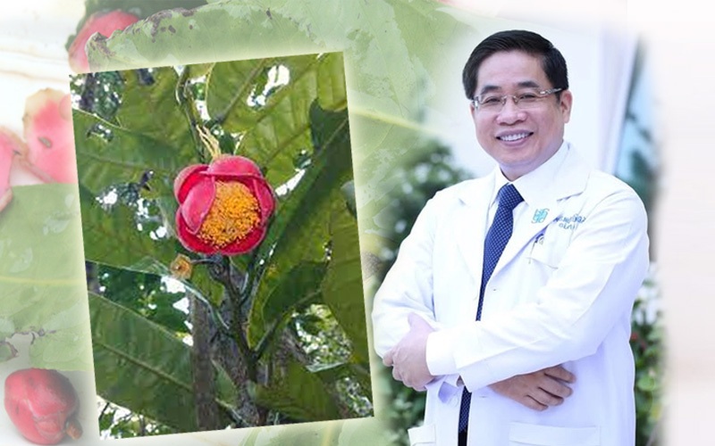 Tên PGS-TS-BS Nguyễn Hoàng Bắc, Giám đốc Bệnh viện Đại học Y Dược TP HCM, được đặt cho loài hoa mới