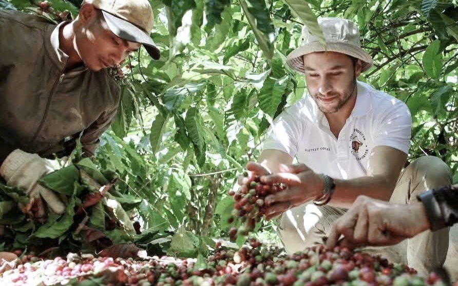 Gi&aacute; c&agrave; ph&ecirc; h&ocirc;m nay 18 - 10: Robusta giảm nhưng vẫn tăng tuần qua - Ảnh 1.